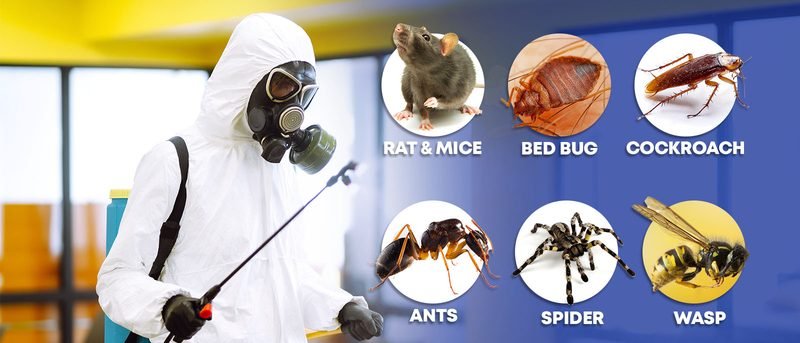 Pest Control (1BHK) (Sample) — Lokesh