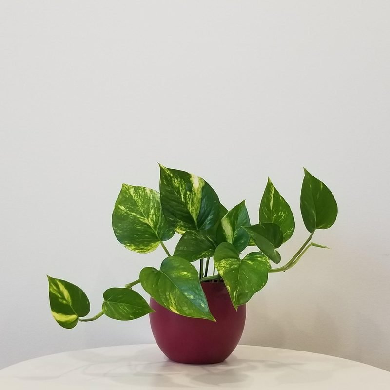 Money Plant in Pot (Sample) — Velvet Roses