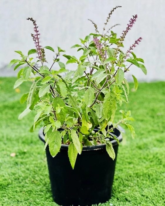 Tulsi Plant (Sample) — Velvet Roses