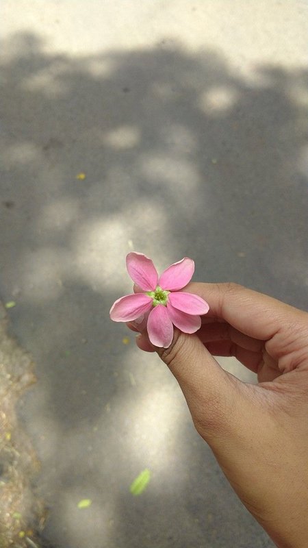 Fresh Pink Flower — Velvet Roses